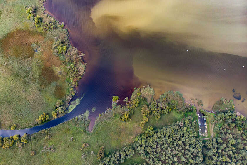 Balaton és az alga