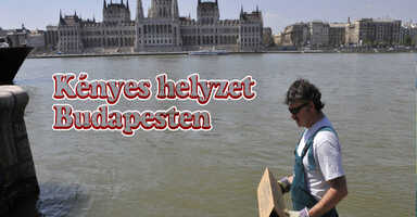 Patkányok a fővárosban